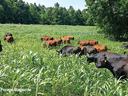 cattle on millet