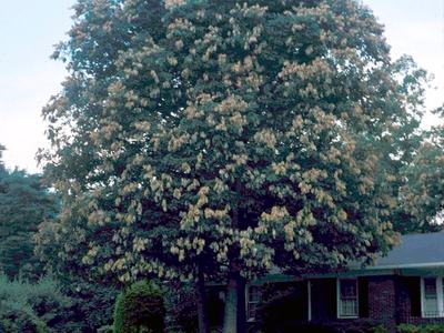 damage to stems tips of an oak tree