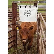 Bayer branded fly tag over a cow.
