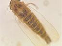 Pciture of corn leafhopper with tan body and two black dots between its eyes