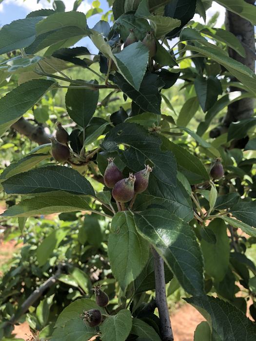 Early Fruit Set