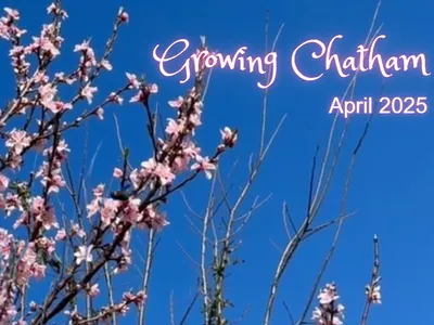 Growing Chatham