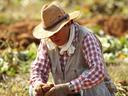 image of a farmer kneeling in field wearing a straw hat by JaeHoon KIM from Pixabay