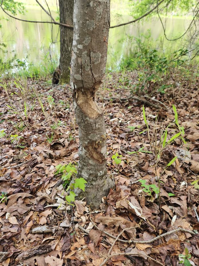 beaver, damage, WildlifeAwareness, BeaverActivity, Backyard