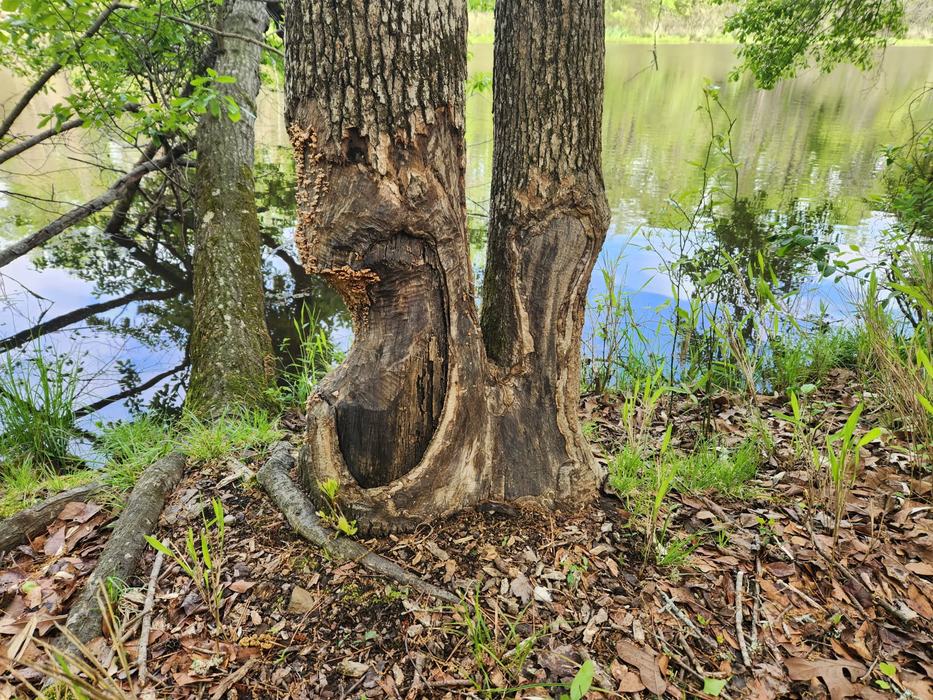 EcosystemHealth, Beavers, UrbanWildlife, BackyardEcology