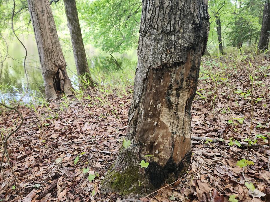 TreeProtection, WildlifeManagement, Coexistence, Beavers