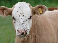 Light brown calf facing camera with flies on its white face and a yellow ear tag