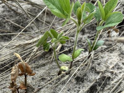 Young green seedlings with hairy stems emerging from sandy soil among dry grass