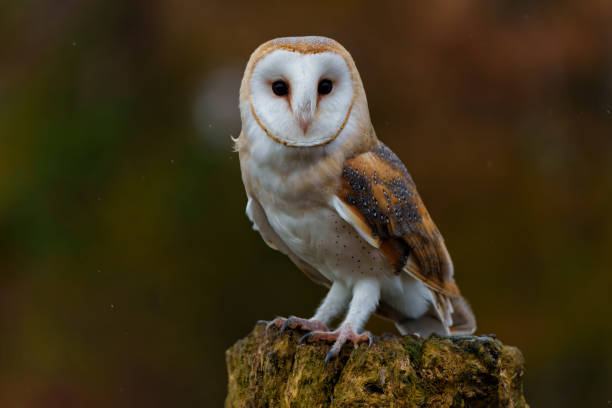 Barn owl perched on a mossy stump, facing the camera