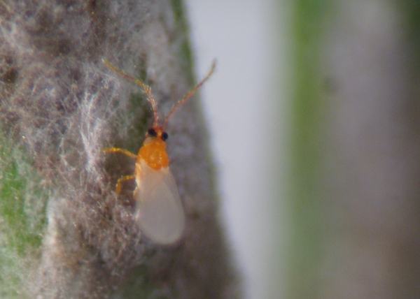 Dorsal view of cryptomeria scale