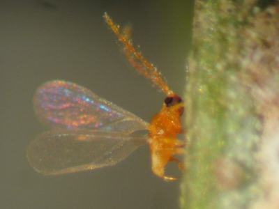 Close up view shows wings