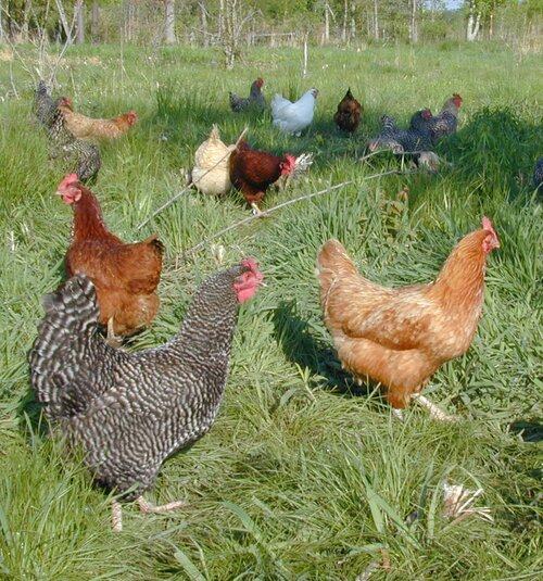 free range chickens