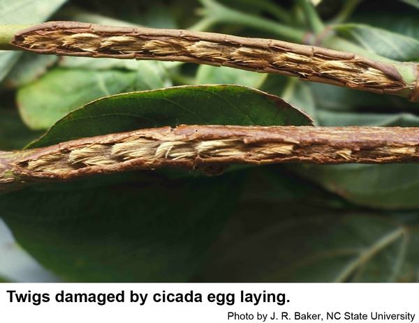 slits in the stems caused by eggs laid by female cicadas