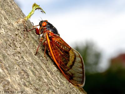 A black cicada with orange red eyes and orange markings and wings, rests on the smooth bark of a holly tree with the blues sky in the background.