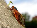 A black cicada with orange red eyes and orange markings and wings, rests on the smooth bark of a holly tree with the blues sky in the background.