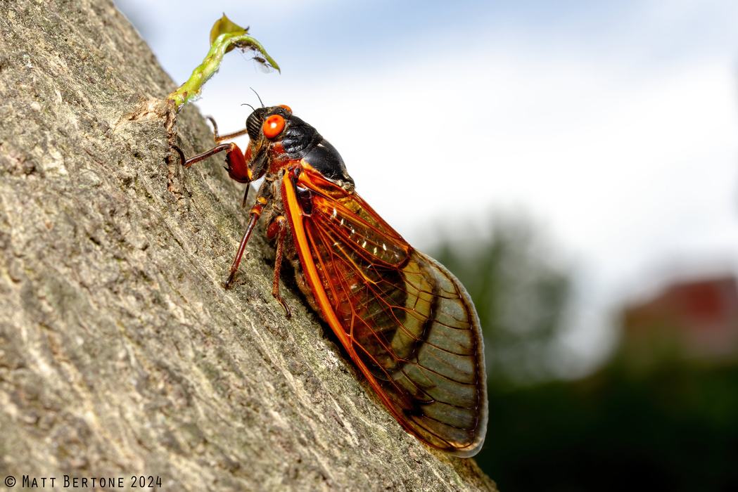 A black cicada with orange red eyes and orange markings and wings, rests on the smooth bark of a holly tree with the blues sky in the background.