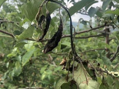shoot blight on apple tree
