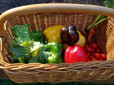 Photo by Amy Bruzzichesi