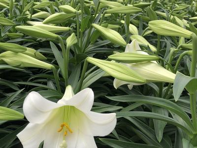 Easter Lily in bloom