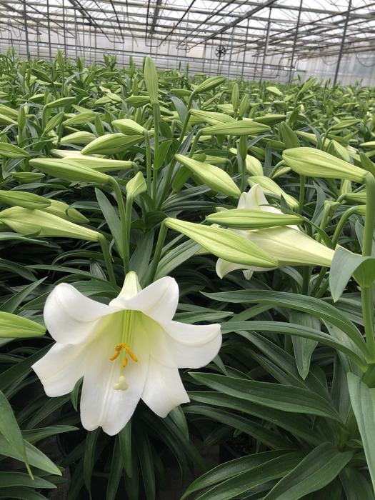 Easter Lily in bloom
