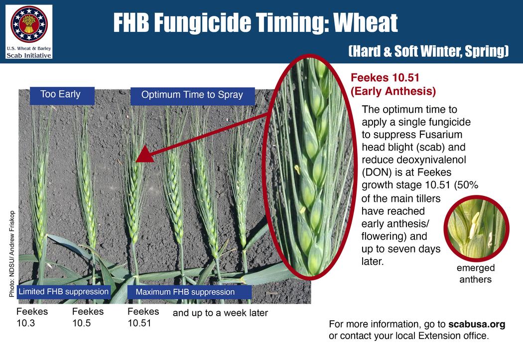 Wheat heads illustrating Feekes stages; arrow to Feekes 10.51 Optimum Time to Spray