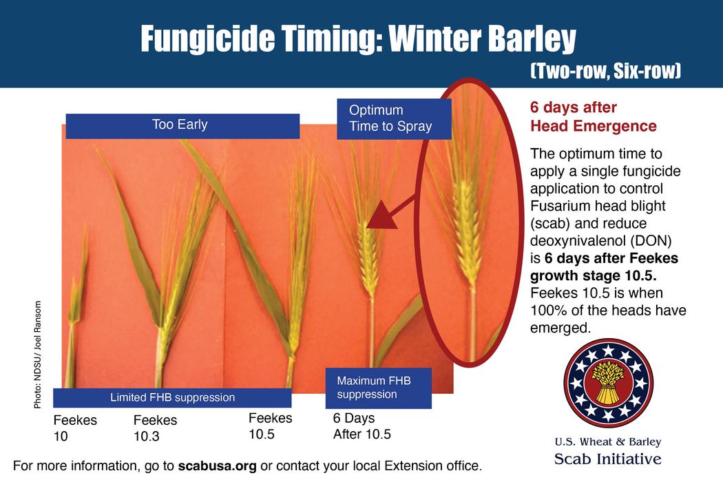 Fungicide timing for winter barley: optimum spray 6 days after head emergence (Feekes 10.5)