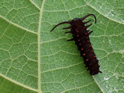 Late instar pipevine swallowtail caterpillars on the Dutchman's pipe.