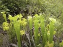 Yellow Pitcher Plant, Sarracenia flava