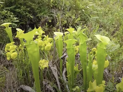 Yellow Pitcher Plant, Sarracenia flava