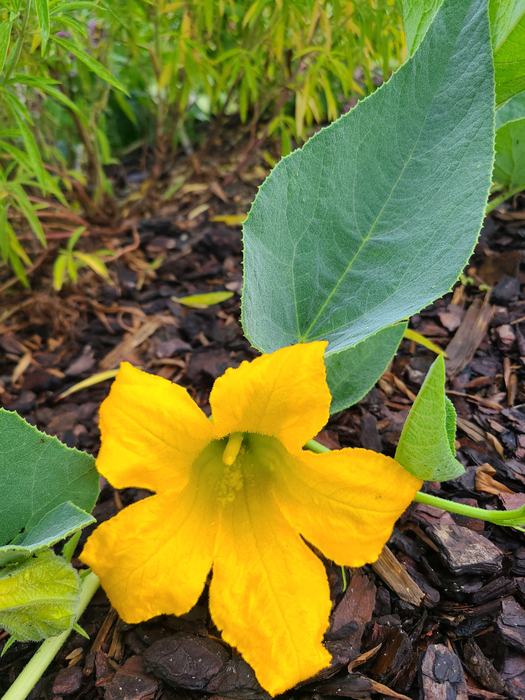 buffalo gourd (Cucurbita foetidissima) 