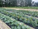 Photo of zucchini plants growing on black plastic mulch