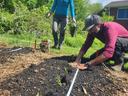 two people planting little Chinese medicinal herb plants in a prepared bed on a farm