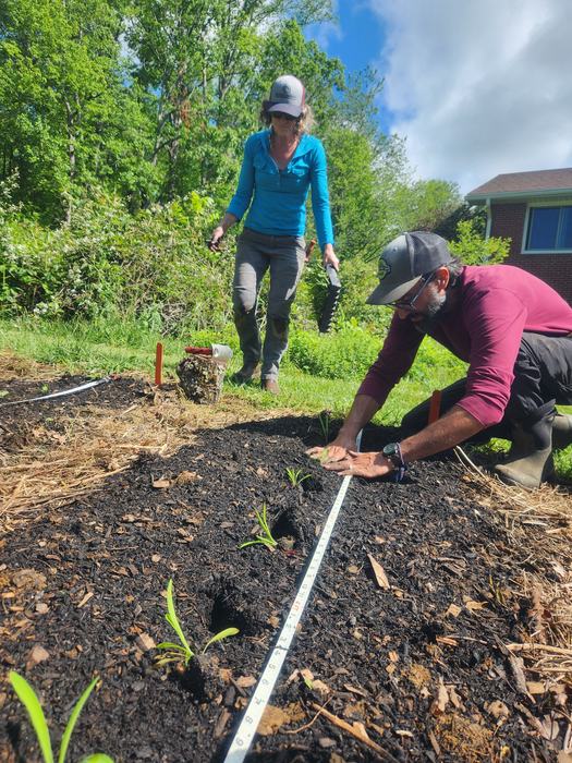 two people planting little Chinese medicinal herb plants in a prepared bed on a farm