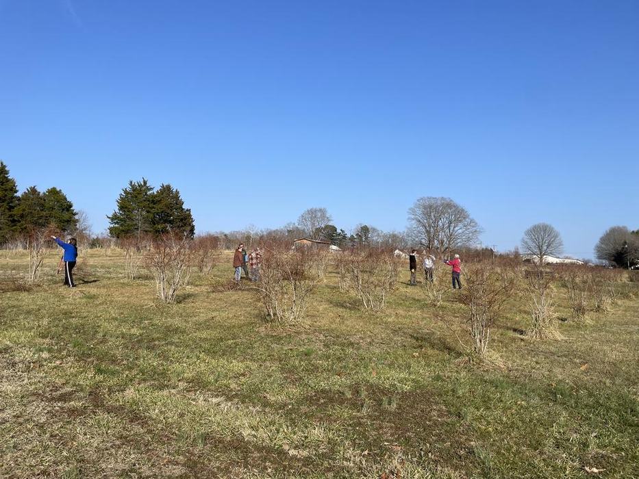 blueberry pruning workshop