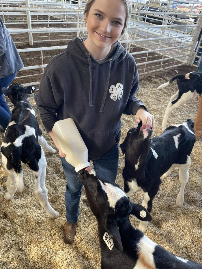 Young person in 4‑H hoodie bottle-feeding calf tagged "834" in a pen