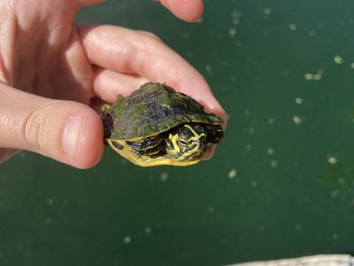 Baby yellow bellied slider turtle