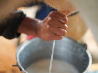 Hand milking a cow, milk stream flowing into a metal bucket