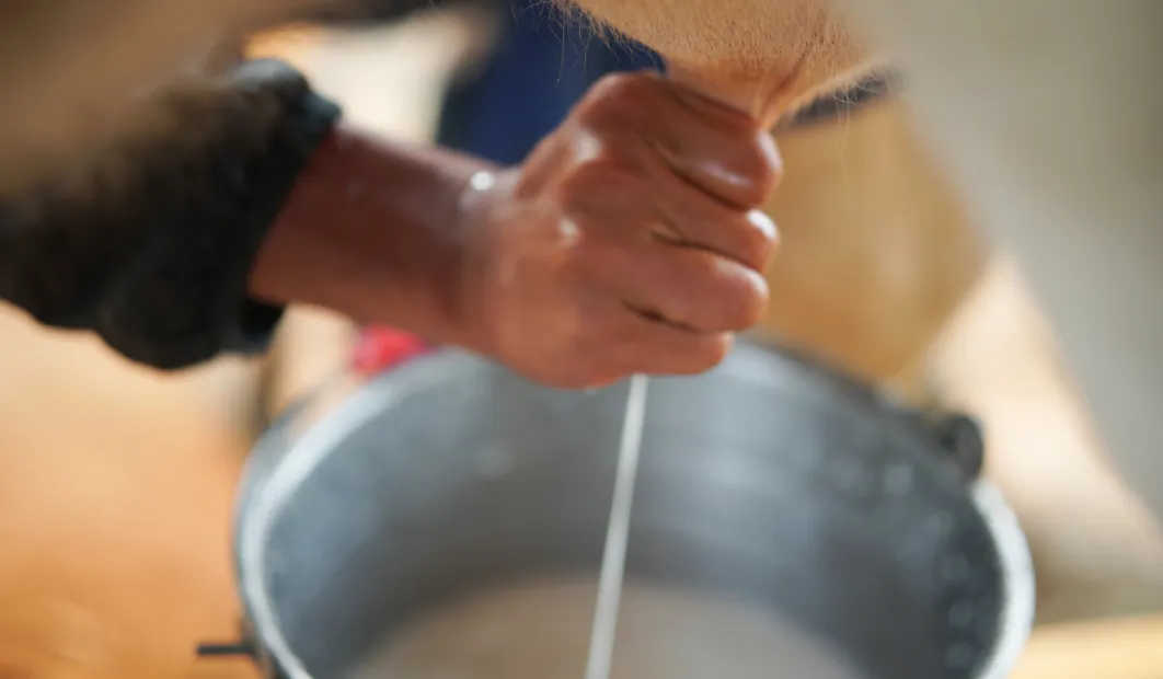 Raw Milk Health Risks Understanding the Risks of Raw Milk: A Public Health Perspective - Clay ...