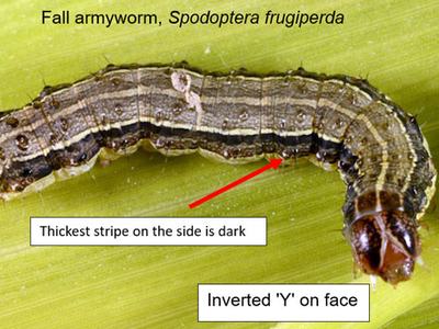 Armyworm Description