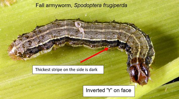 Armyworm Description