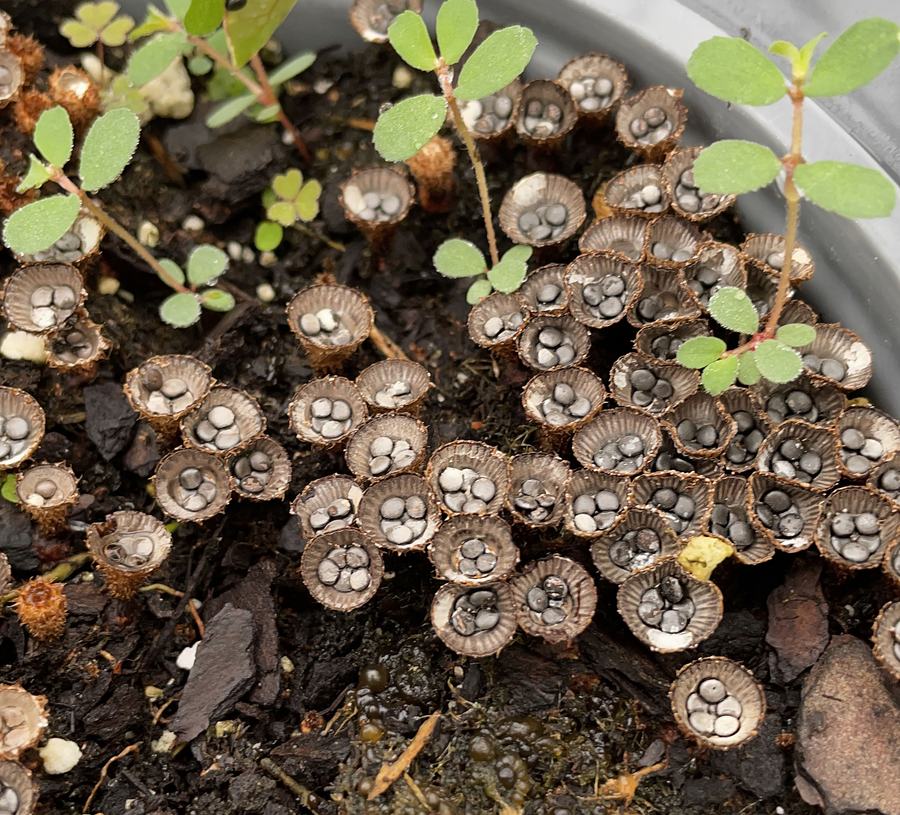 Birds nest fungi