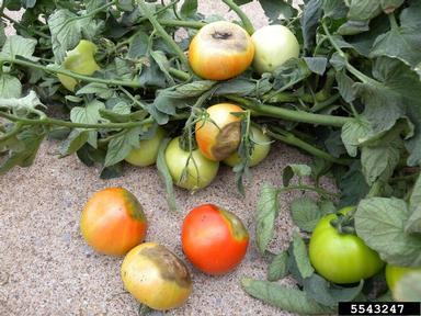 Blossom end rot on maturing fruit.Brenda Kennedy | University of Kentucky