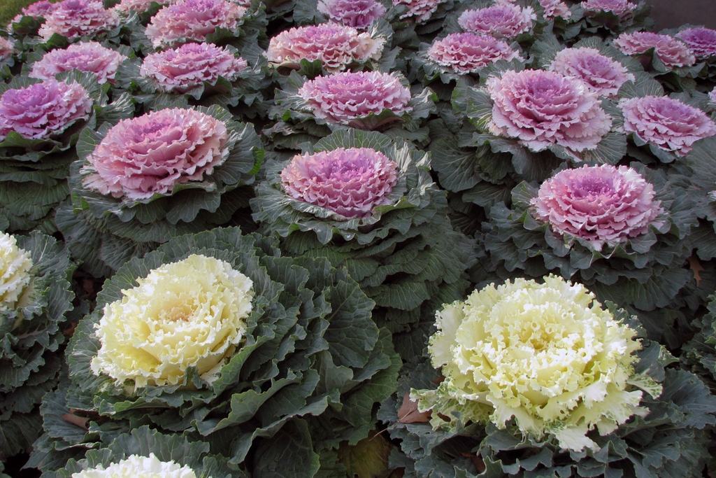 White and purple ornamental kale plants Terren CC BY 2.0