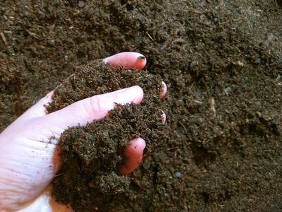 hand with soil in it