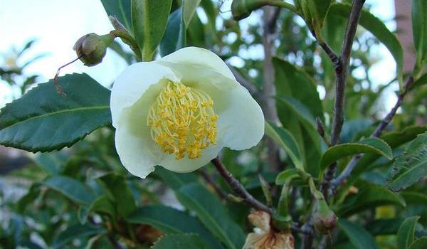 Growing Tea at Home - Henderson County Center | N.C. Cooperative Extension