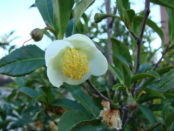 Camellia sinensis 