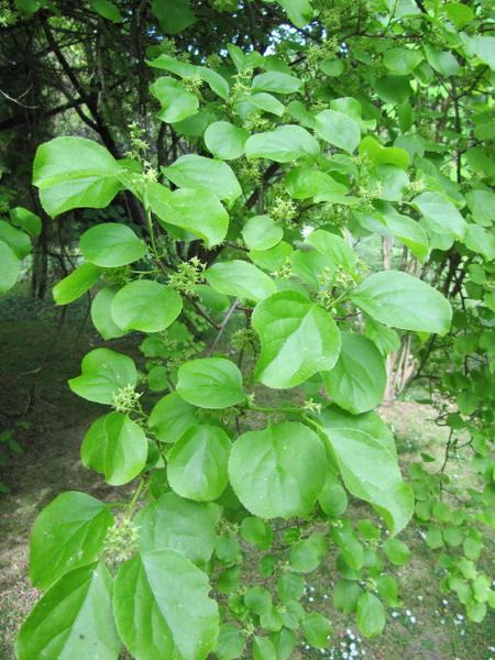 Oriental bittersweet leaves and habit shown as vigorous vine climbing up shrub.
