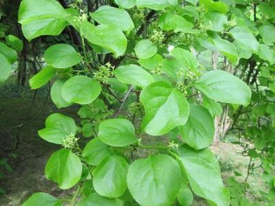 Branch with glossy round green leaves and small clustered pale flower buds