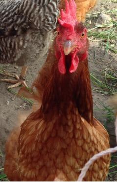 chicken