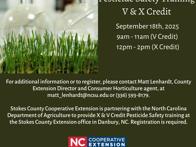 Tray of grass seedlings